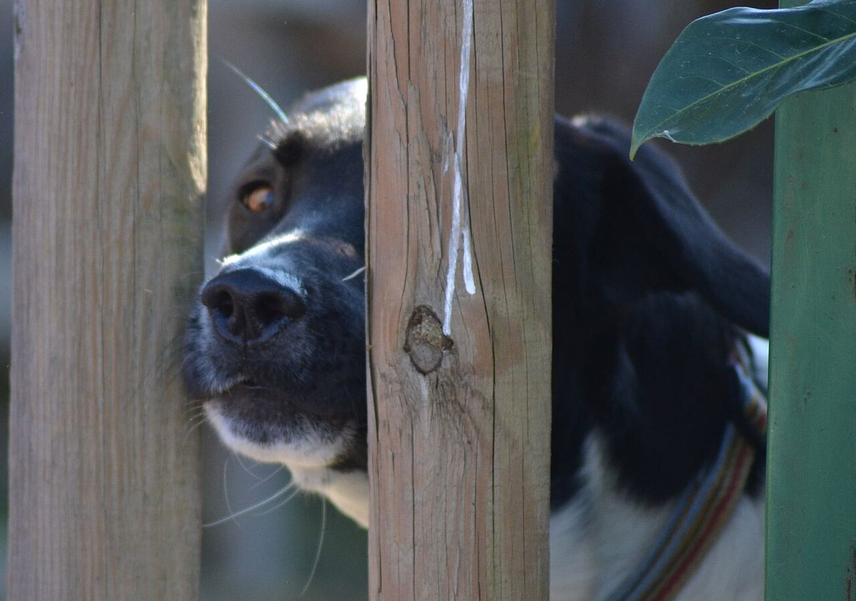 Hund som titter ut mellom stolpene i et gjerde