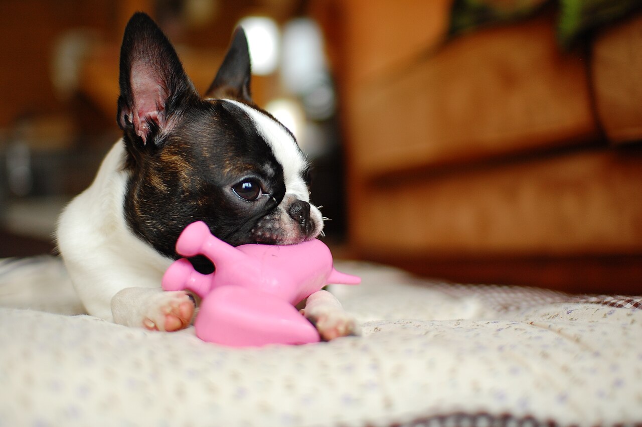 Boston terrier som leker med en rosa gummileke