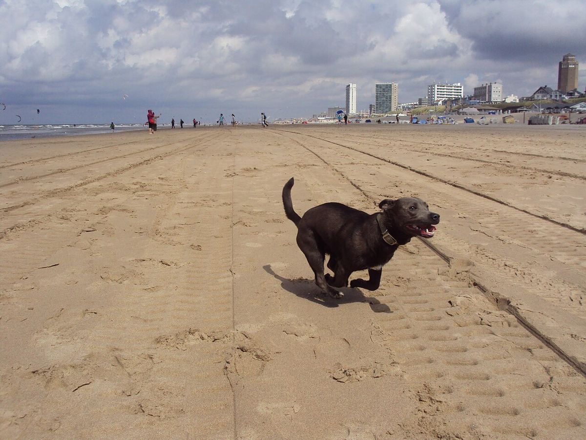 Hund som løper glad på en strand