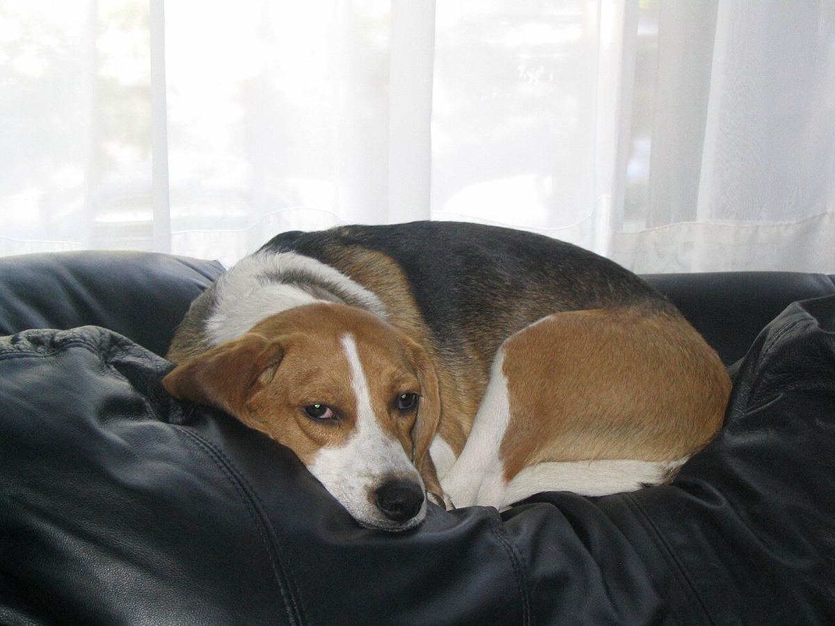 Beagle som ligger sammenkrøllet og hviler i en sofa