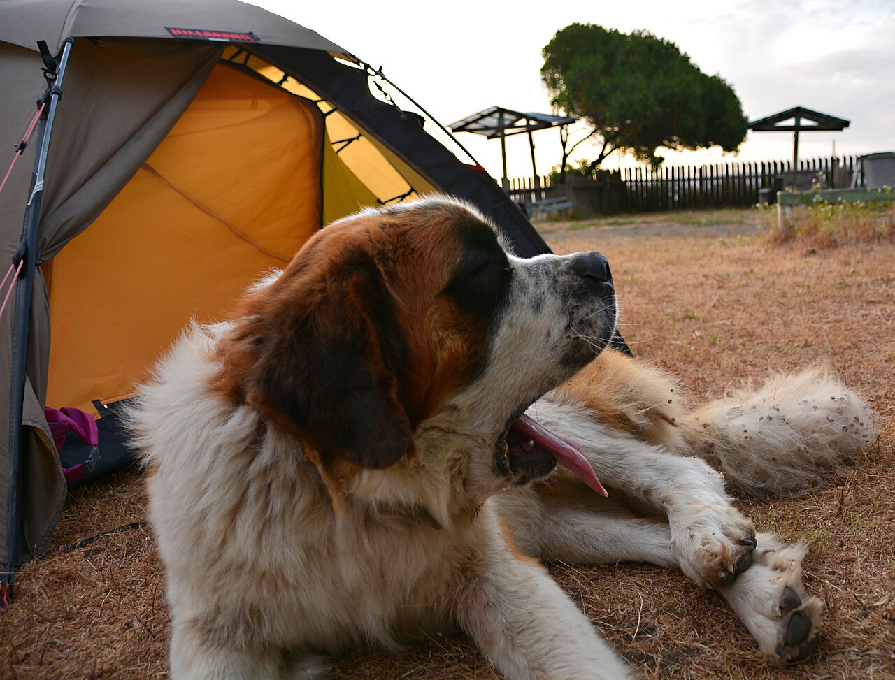 Stor hund som hviler foran et telt på en campingplass