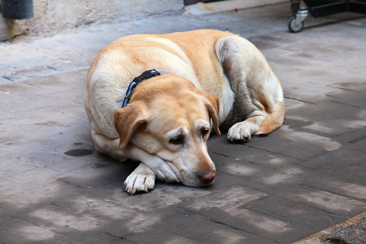 Eldre, gråmulet labrador som hviler på brostein