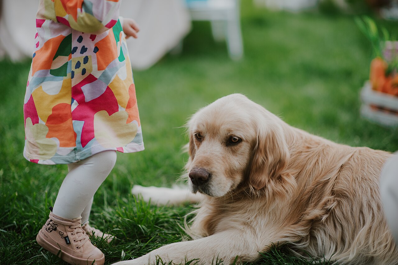 Golden retriever som ligger rolig ved siden av et barn i hagen