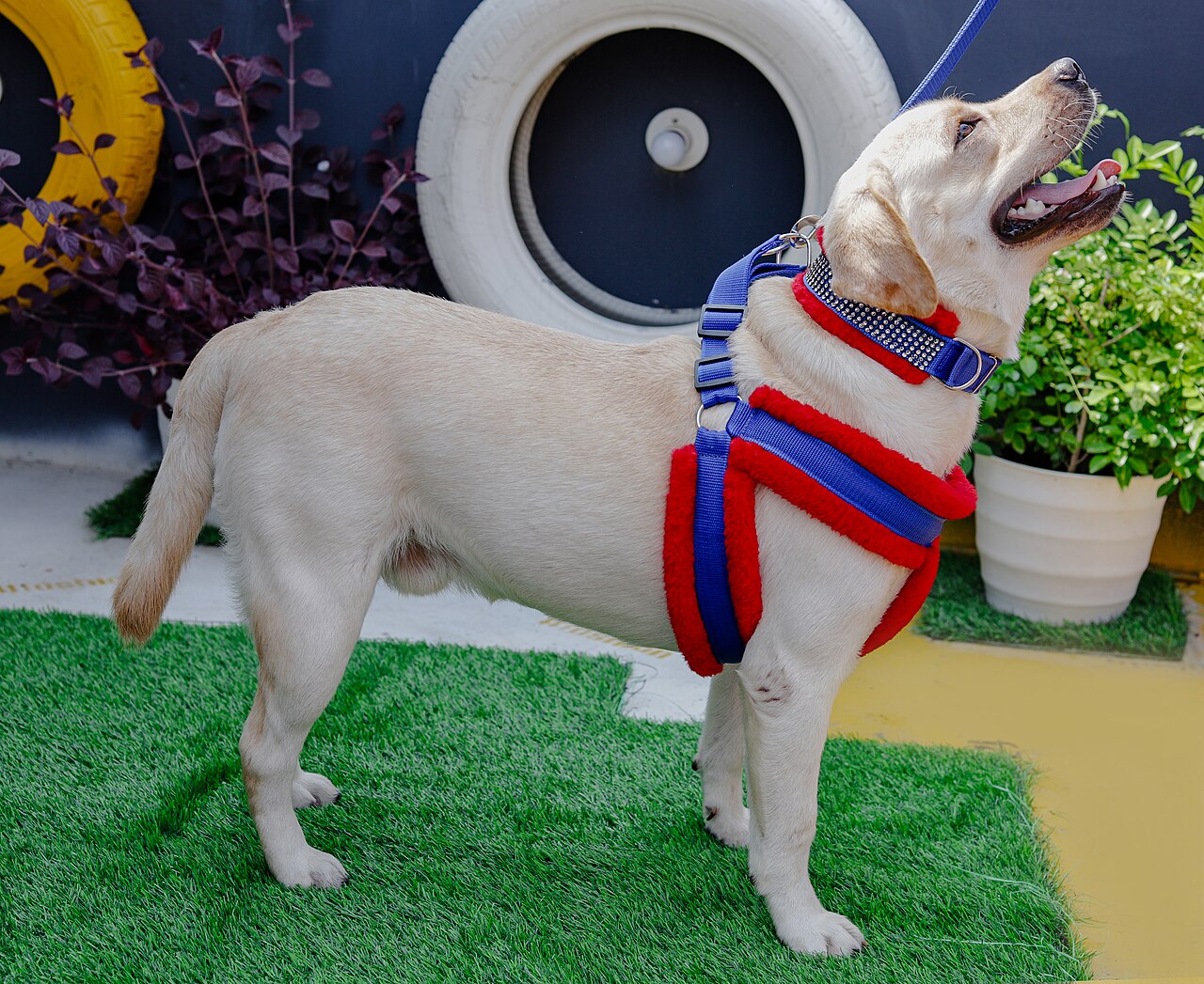 Gul labrador med sele og bånd ute