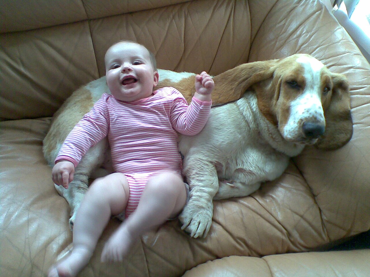 Smilende baby som ligger inntil en rolig basset hound i sofaen
