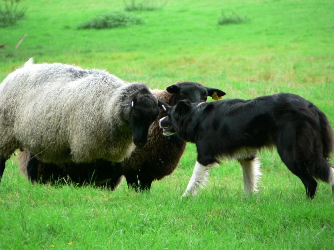 Border collie som arbeider tett på sauer på et jorde