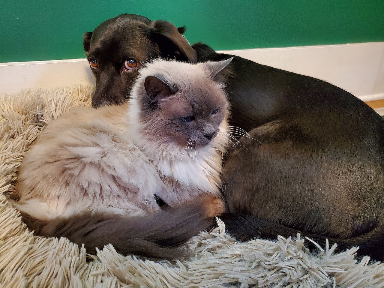 Hund og katt som ligger tett sammen og koser