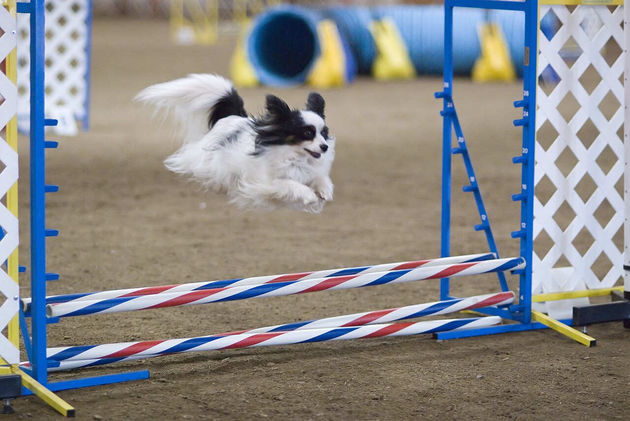 Papillon som hopper over et hinder i agility