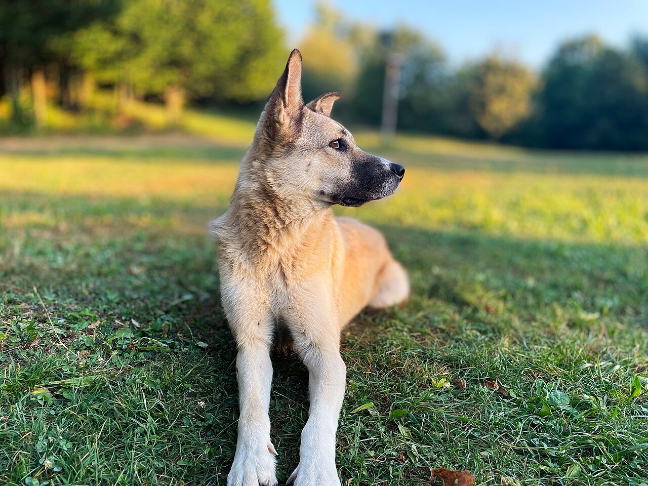 Gatehund fra Romania som ligger i gresset