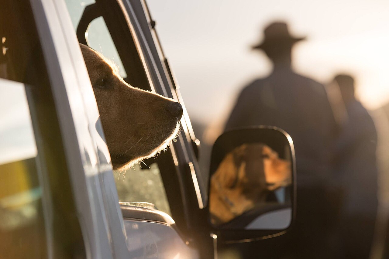 Hund som ser ut av et bilvindu i lavt sollys