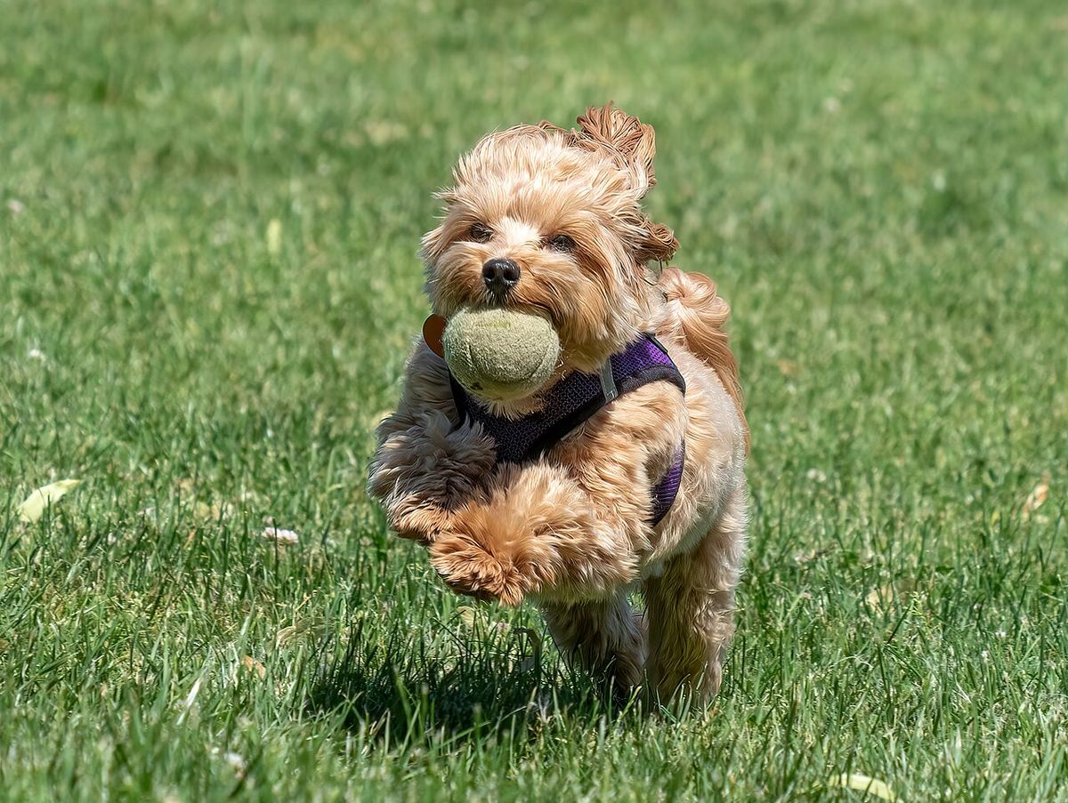 Hund som løper i gresset med en tennisball i munnen