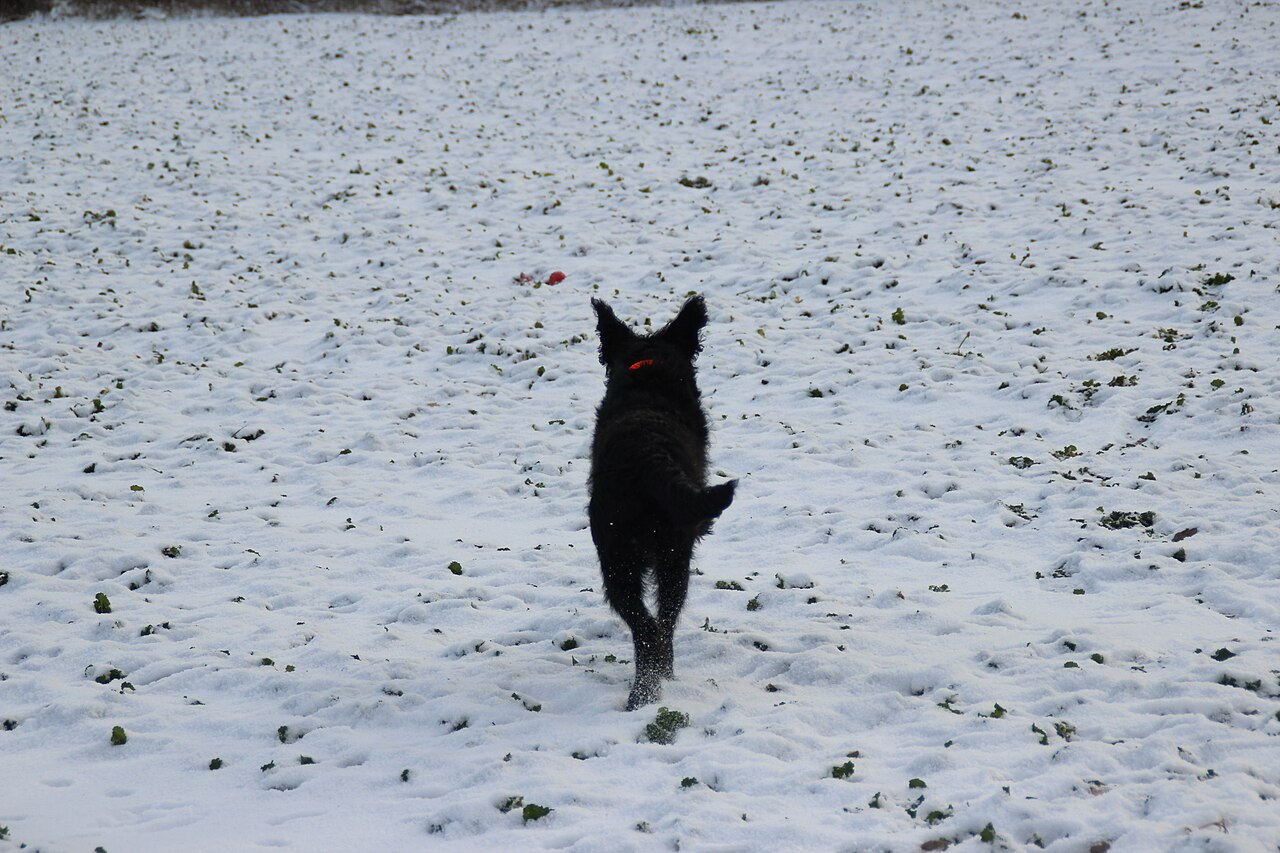 Svart hund som løper i et snødekt jorde