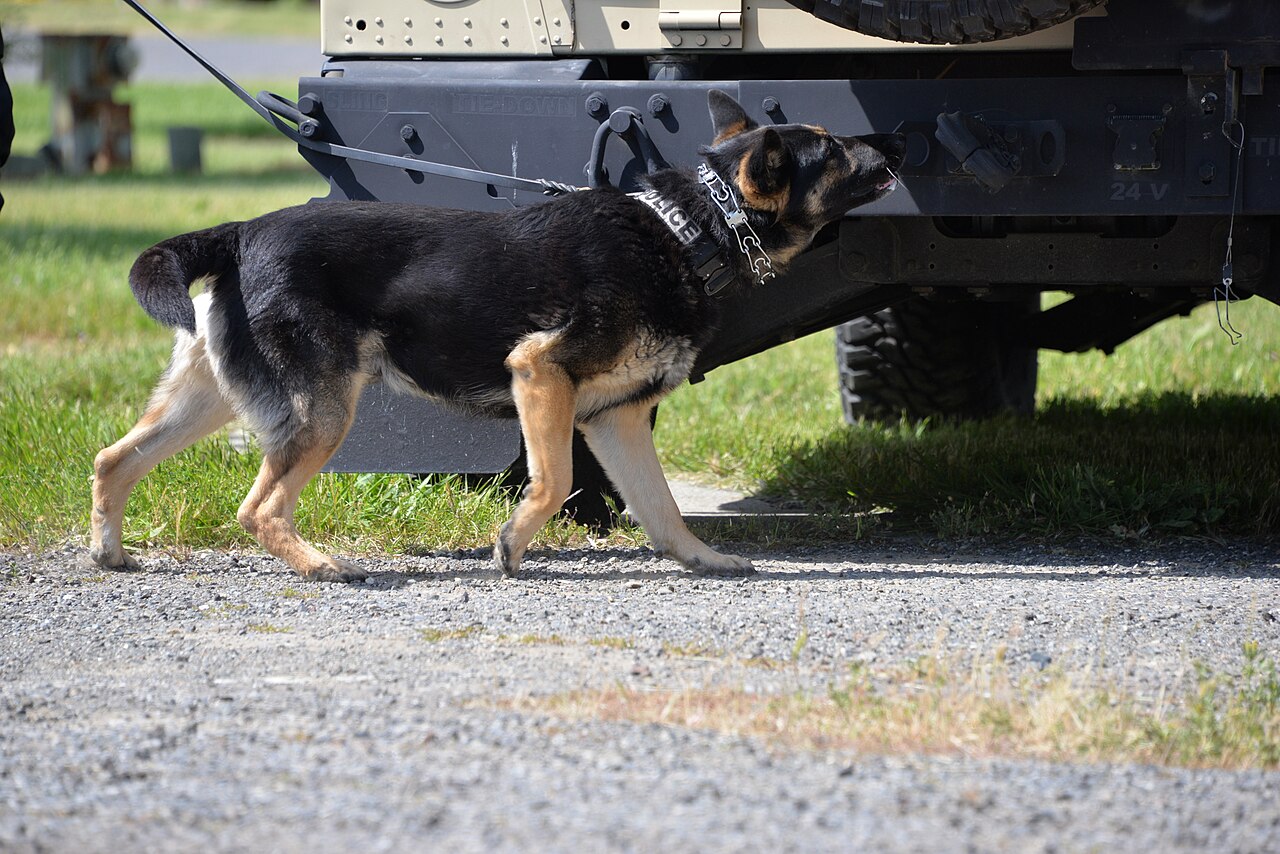 Hund som søker med nesen sammen med en fører