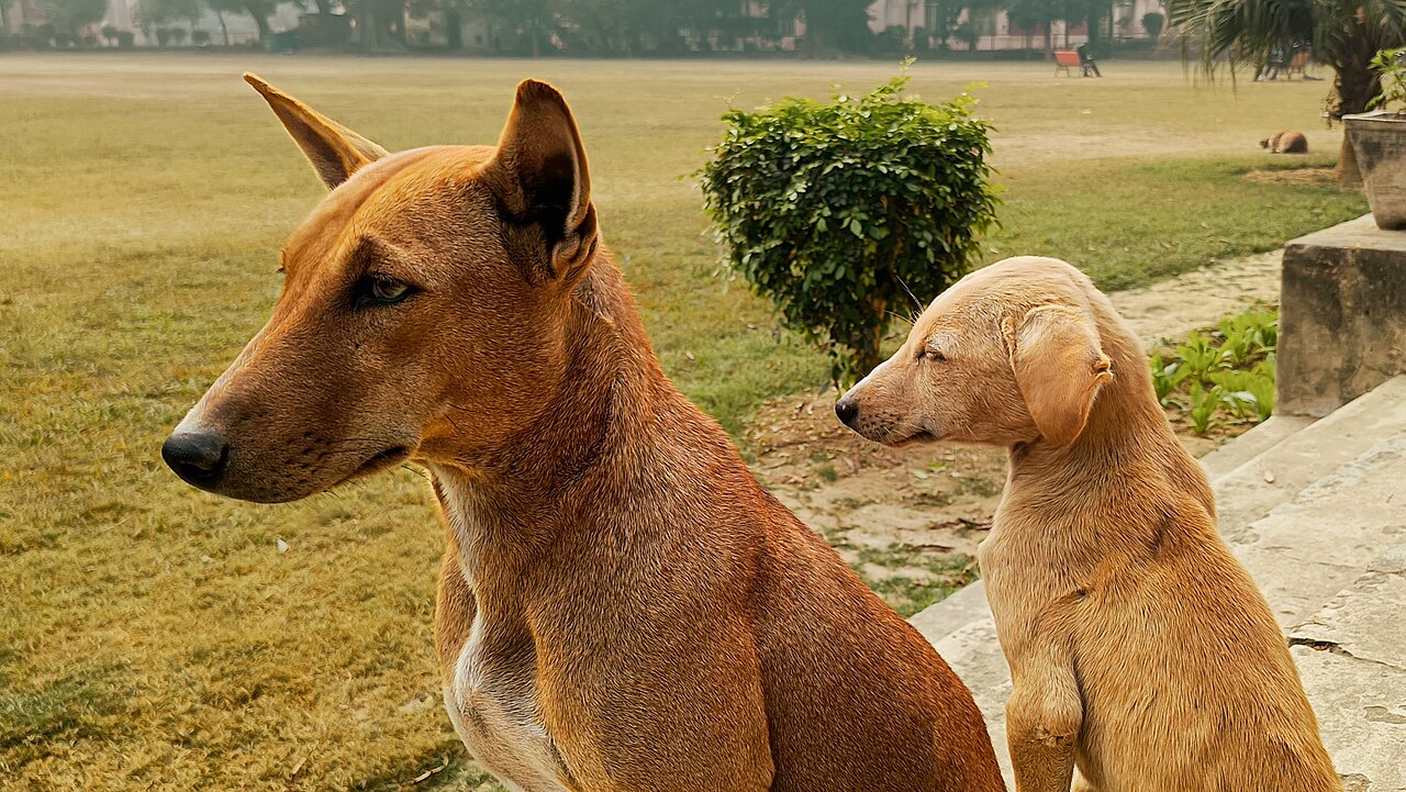 En voksen hund og en valp som sitter sammen ute