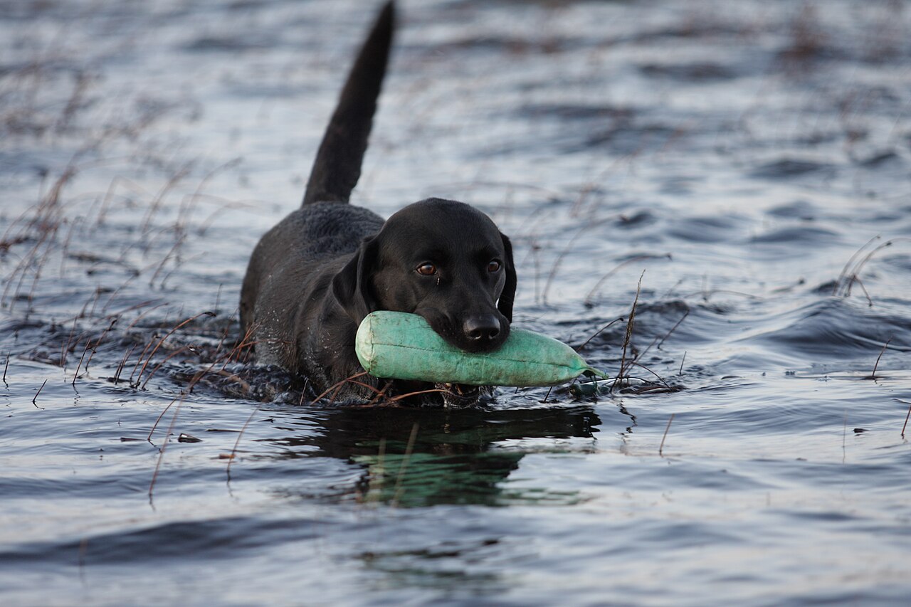Svart labrador svømmer i vann med en apporteringsdummy i munnen