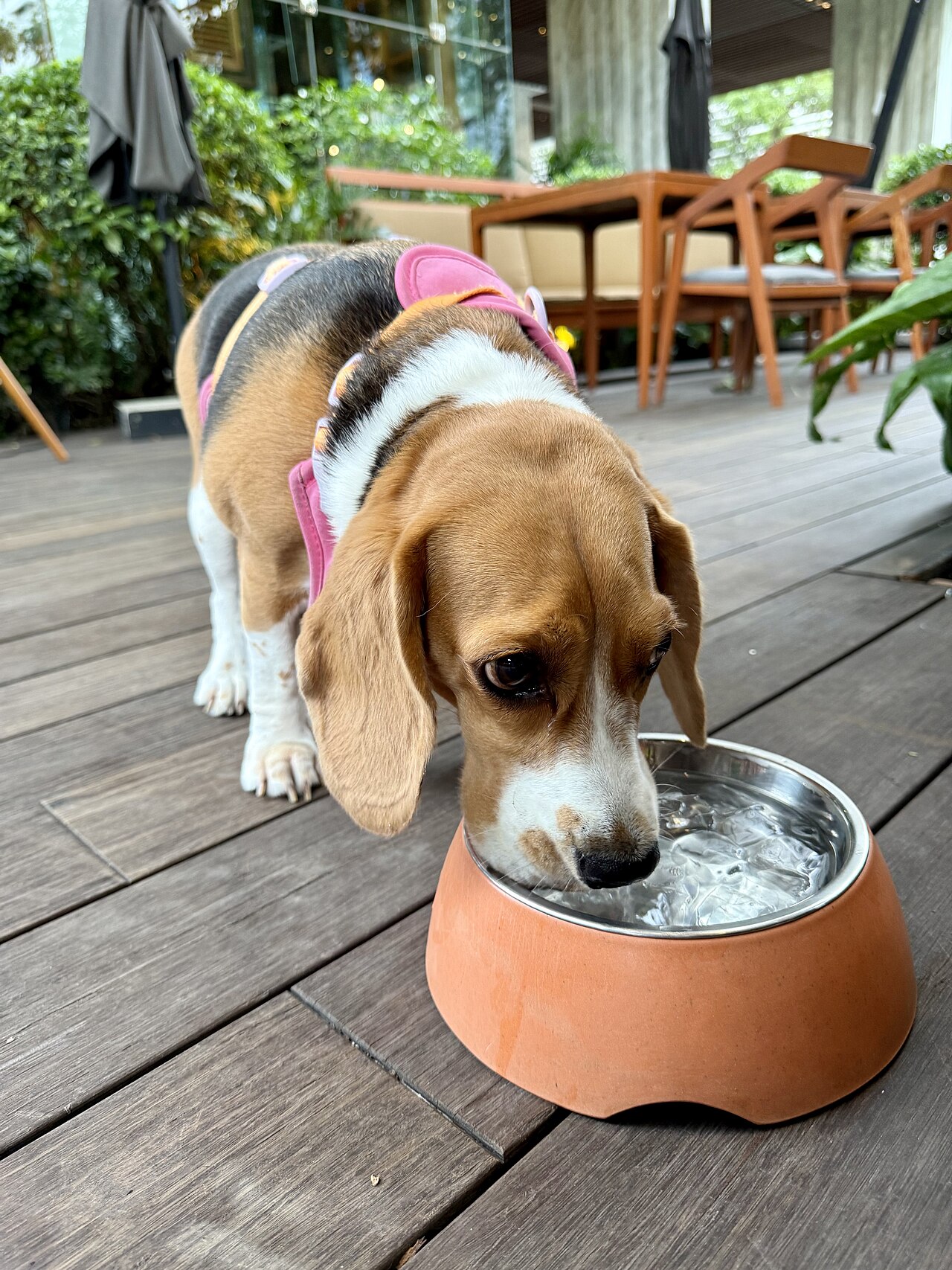 Beagle som drikker vann fra en skål