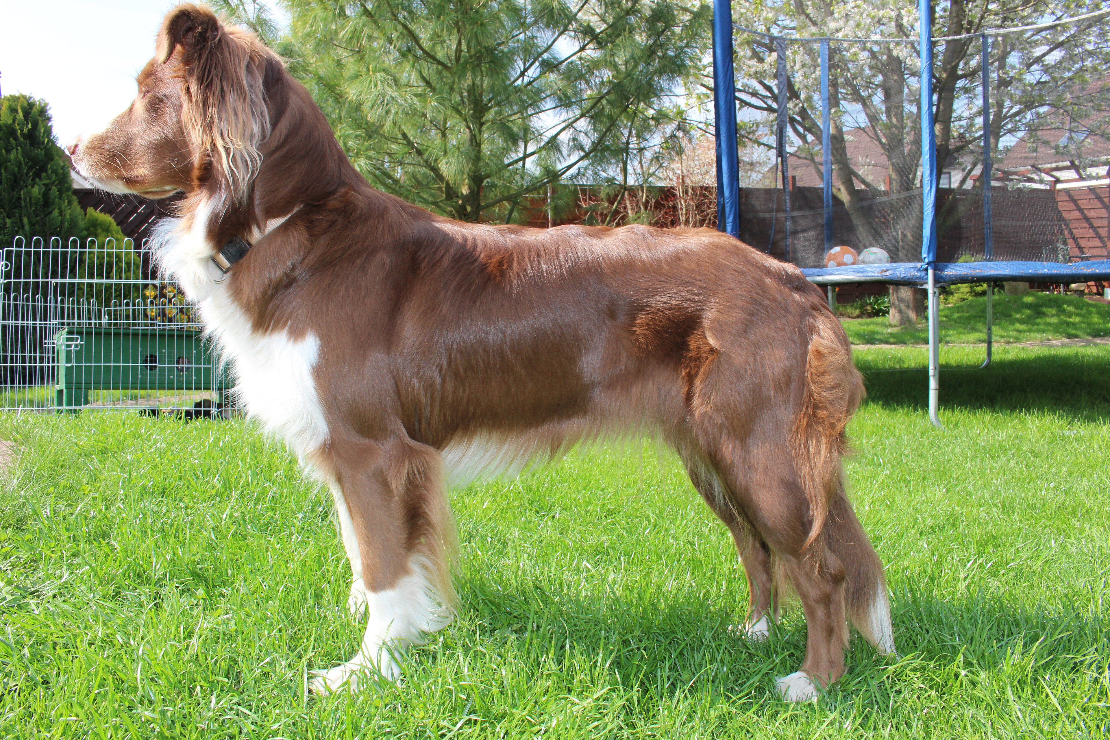 Australian shepherd