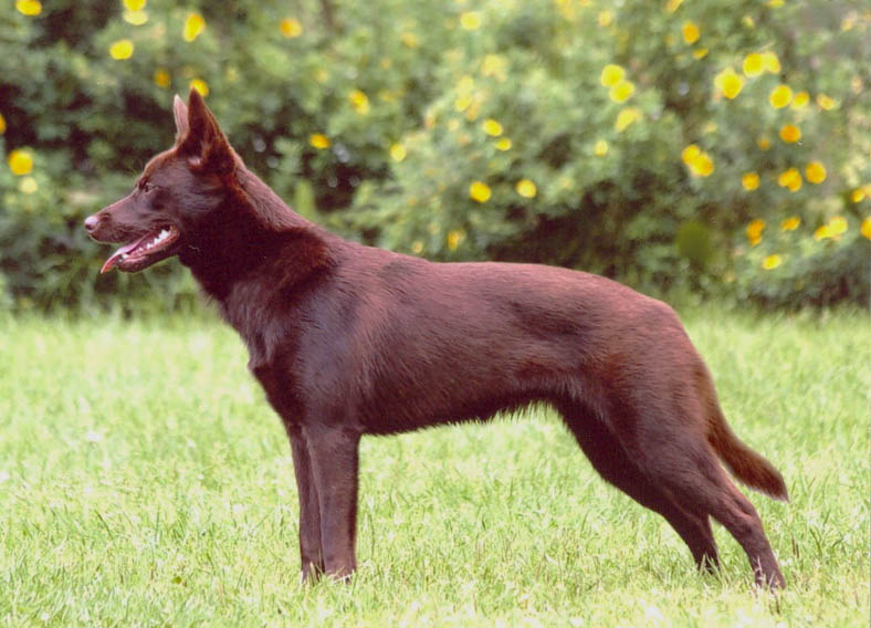 Australsk kelpie