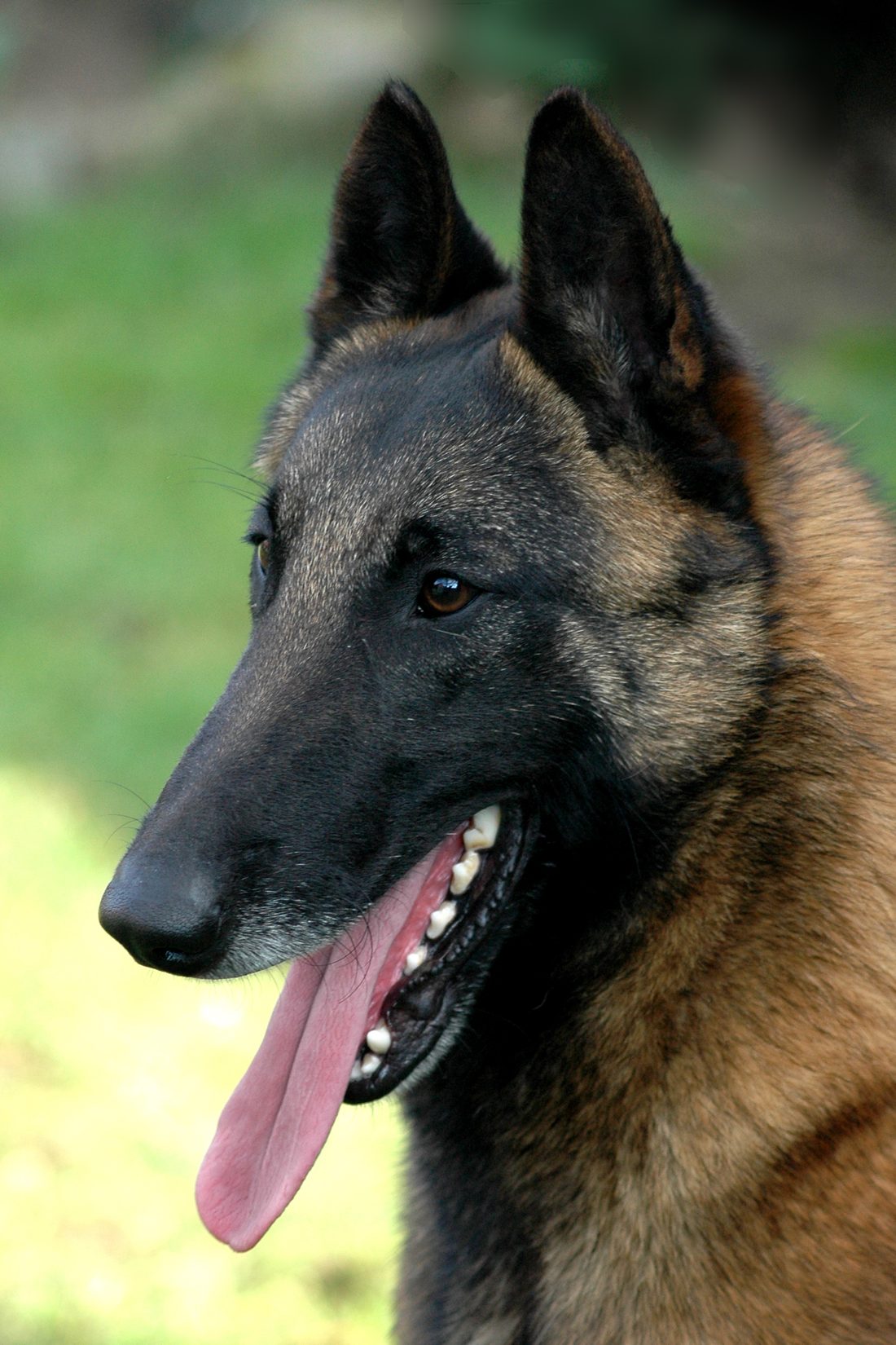Belgisk fårehund (malinois)
