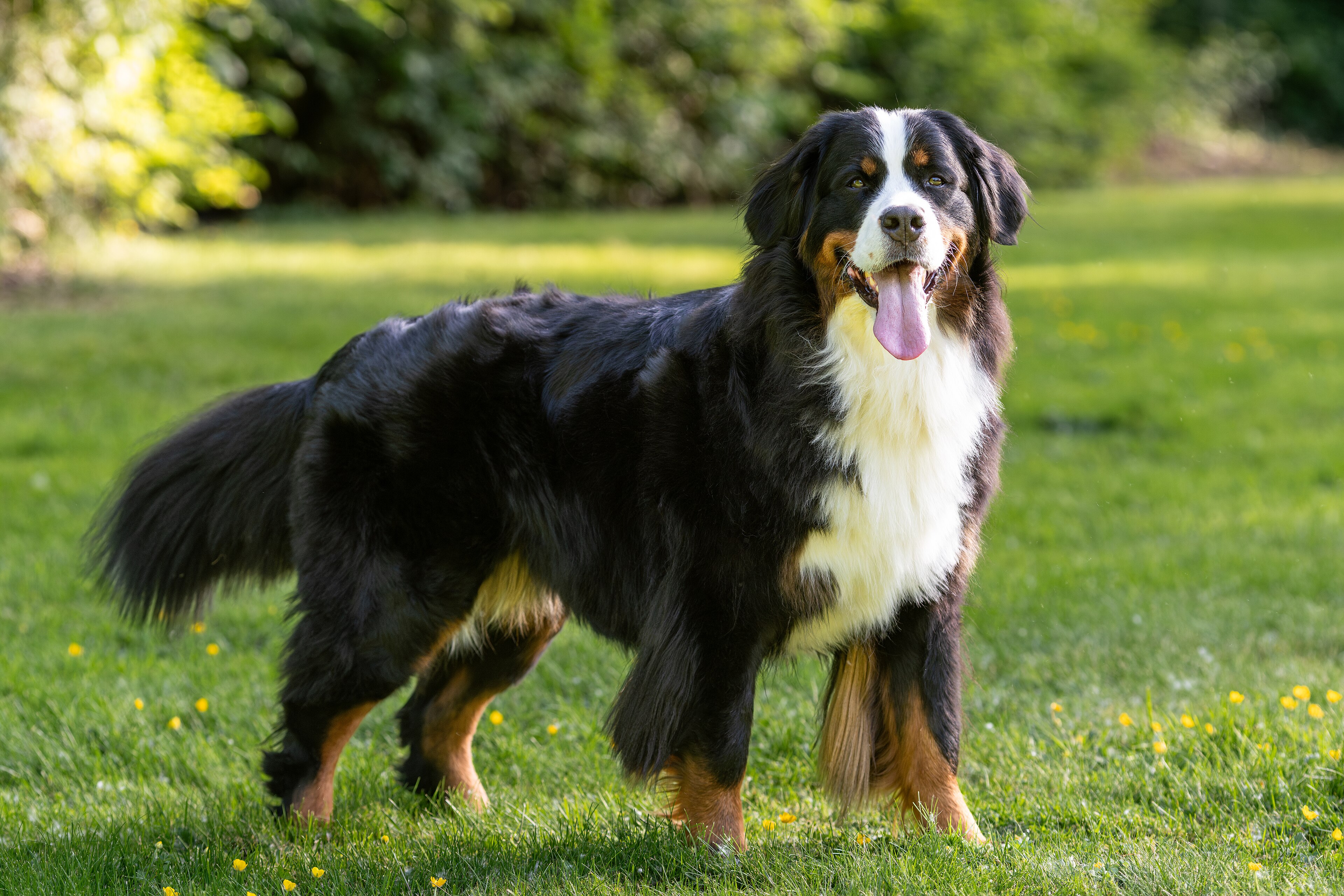 Berner sennenhund