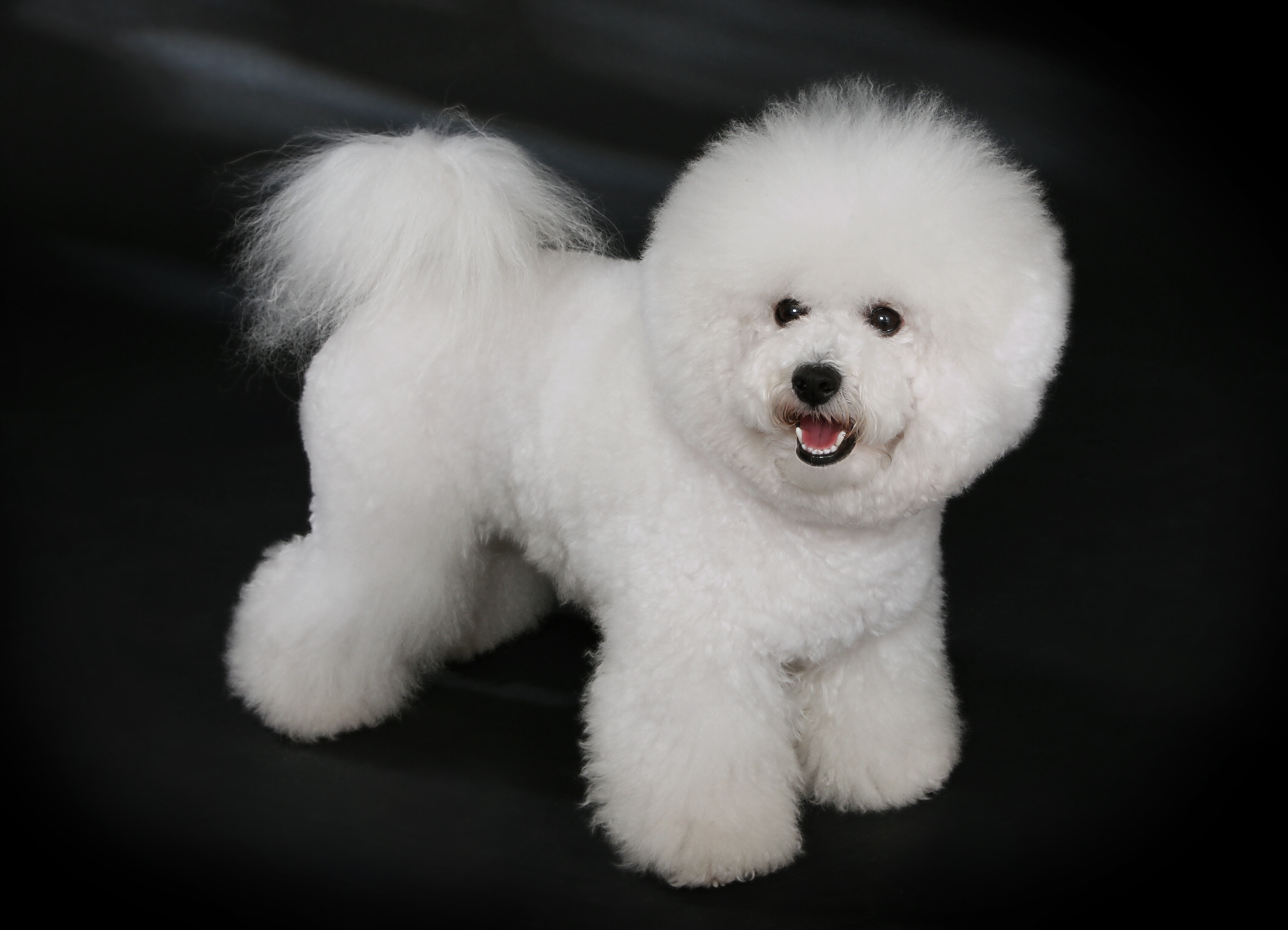 Bichon frise