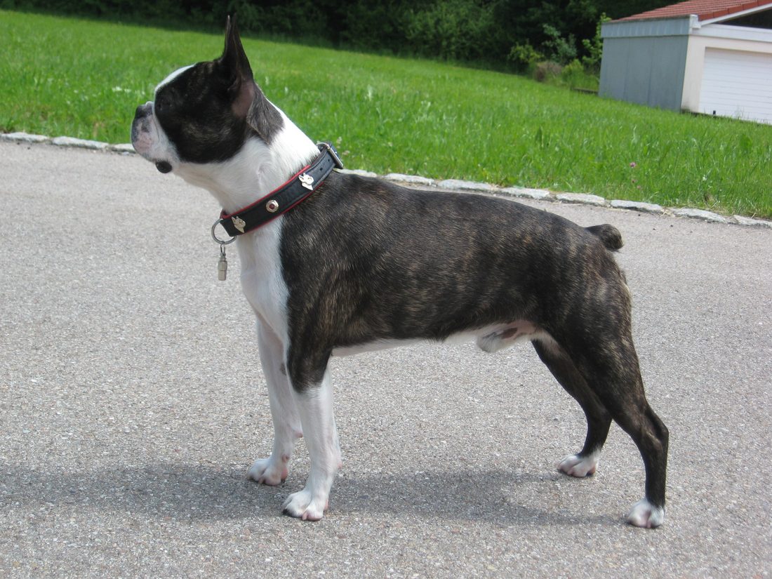 Boston terrier
