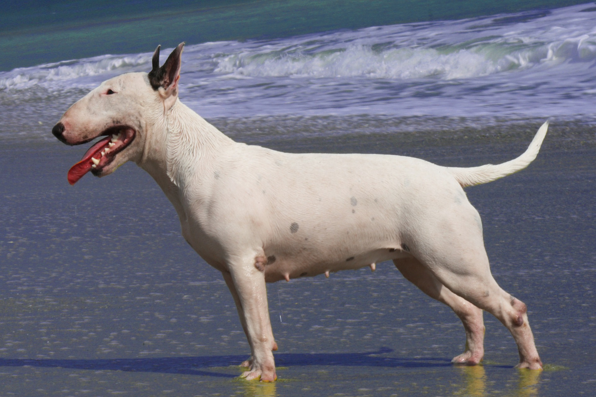 Bullterrier