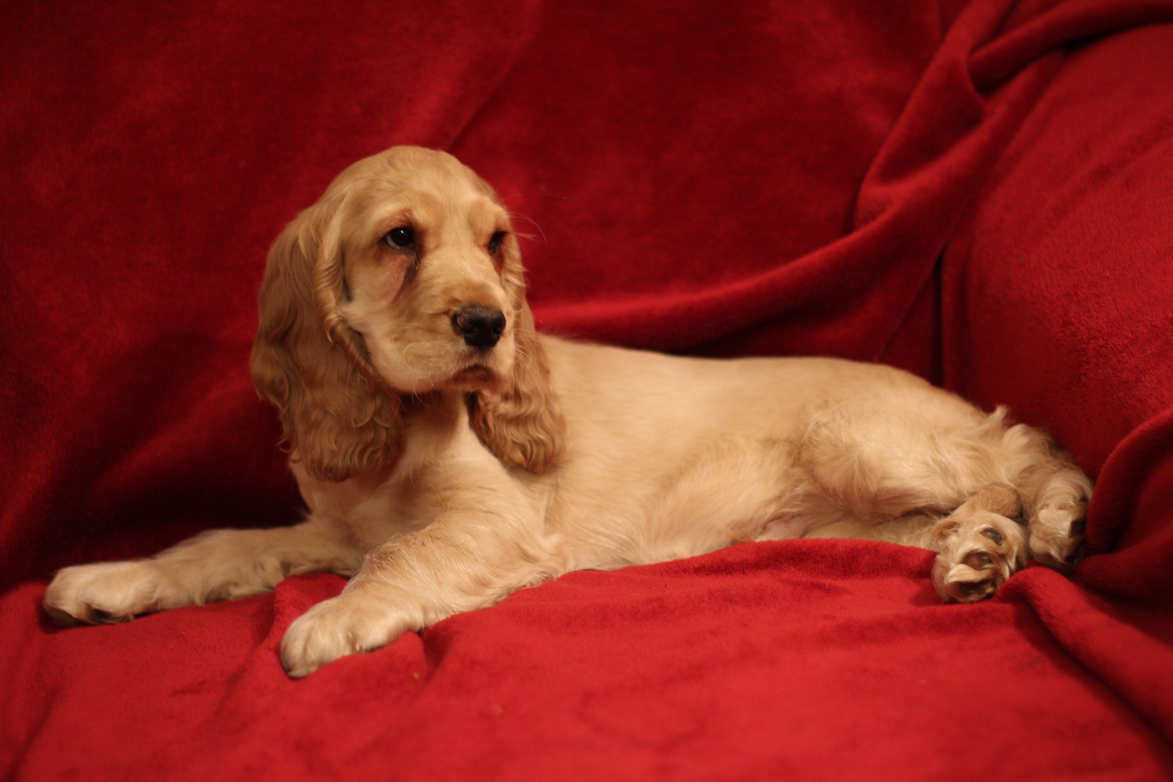 Cocker spaniel (engelsk)