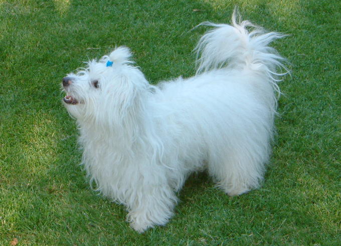 Coton de tulear