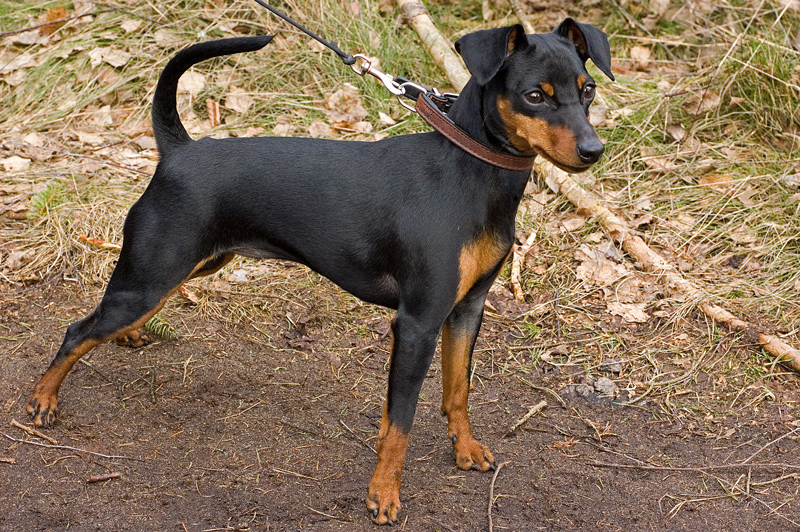 Dvergpinscher