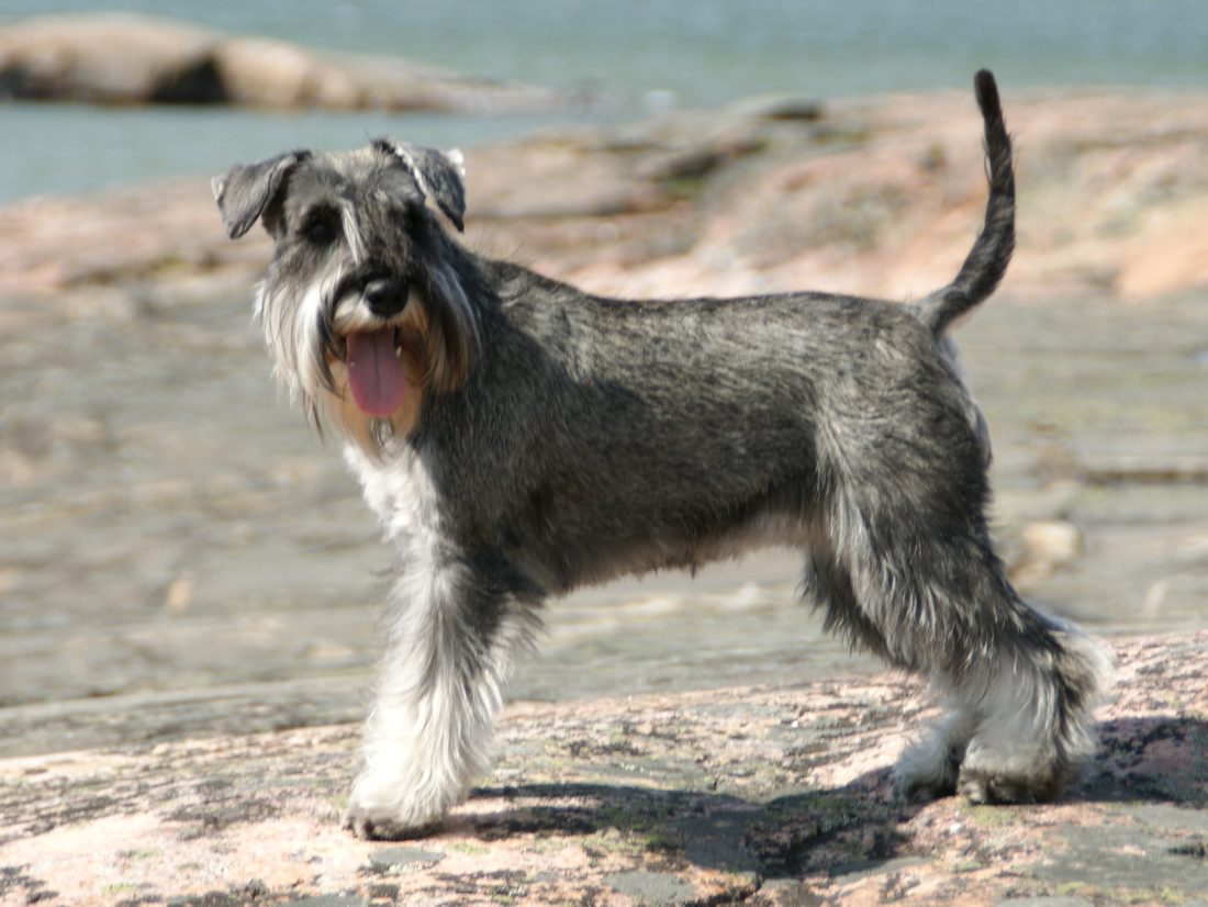Dvergschnauzer