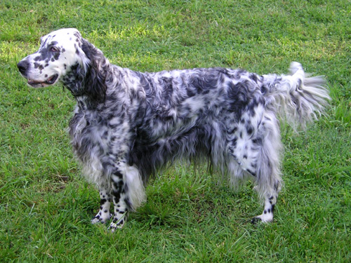 Engelsk setter