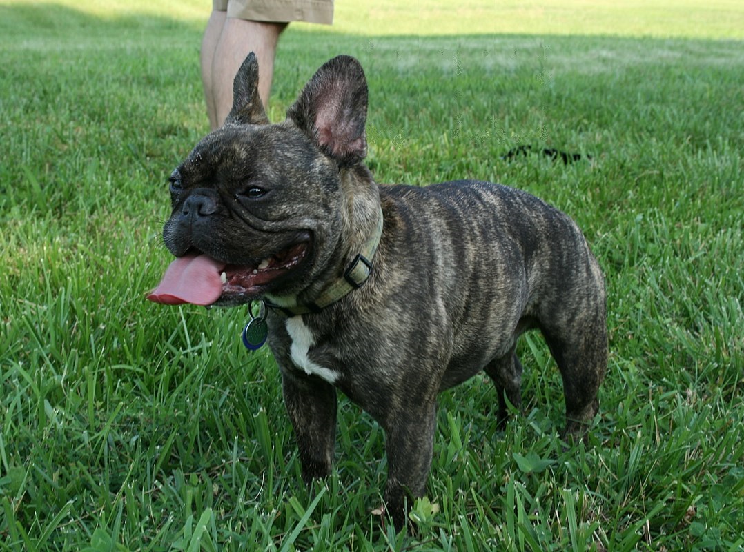 Fransk bulldog