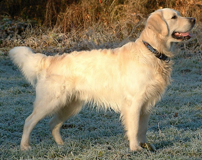 Golden retriever