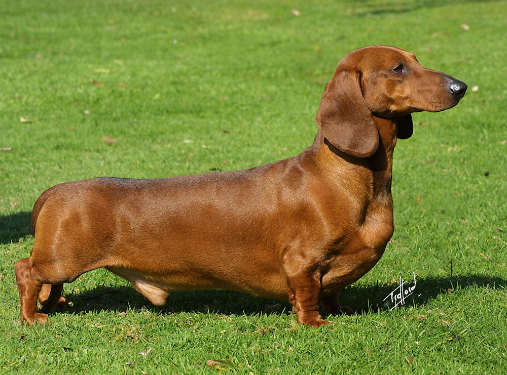 Gravhund (dachs)