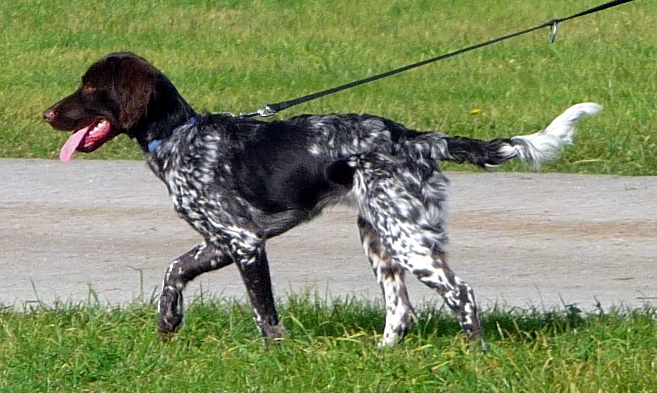 Kleiner münsterländer
