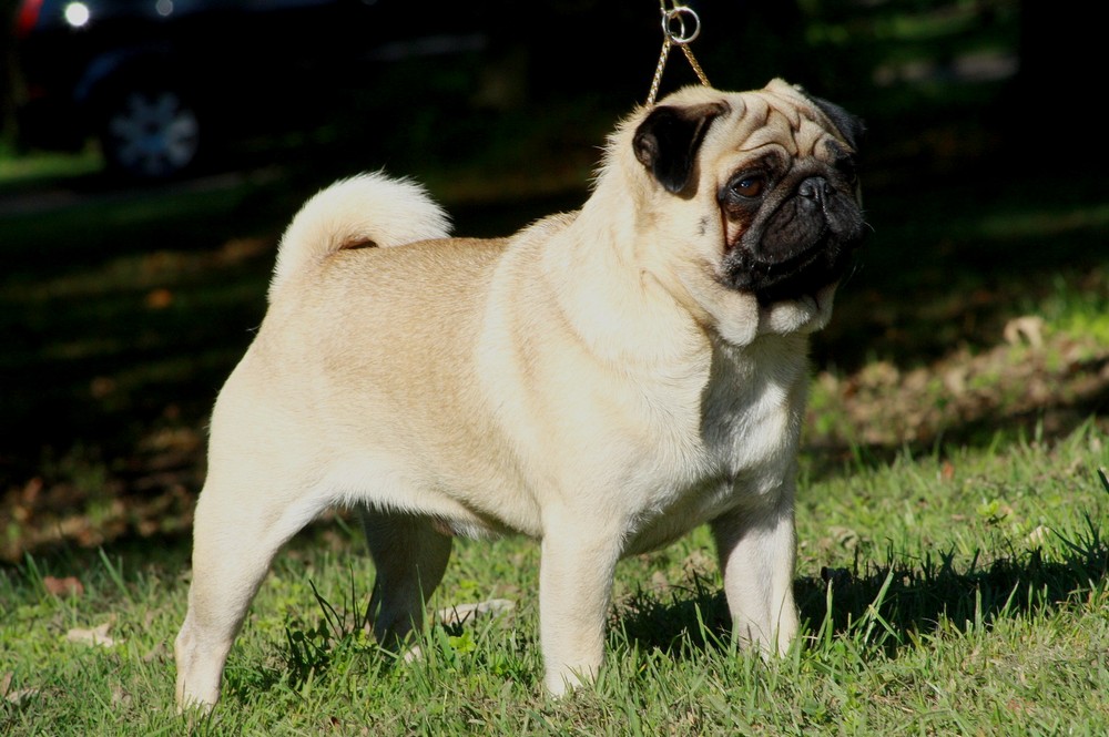 Mops
