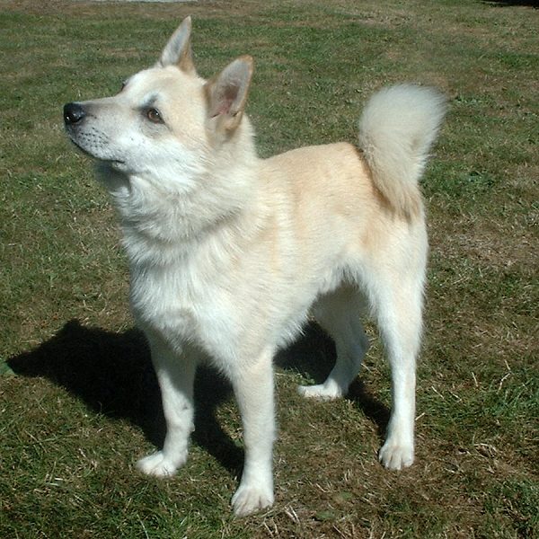 Norsk buhund