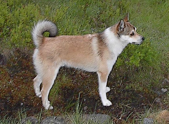 Norsk lundehund