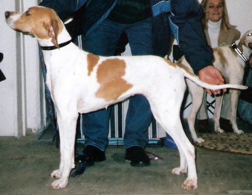 Pointer