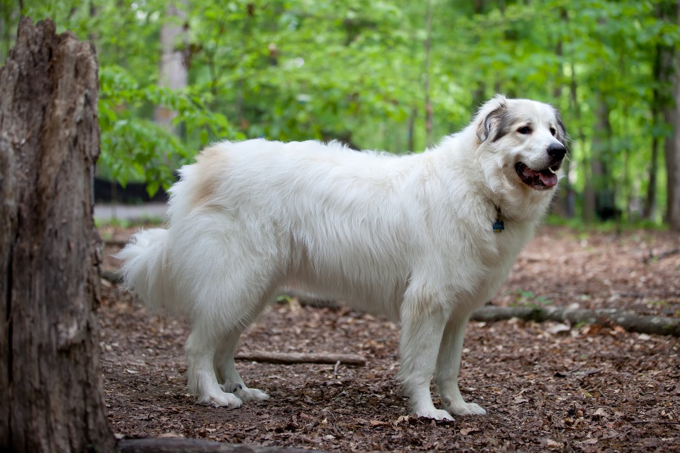 Pyreneerhund
