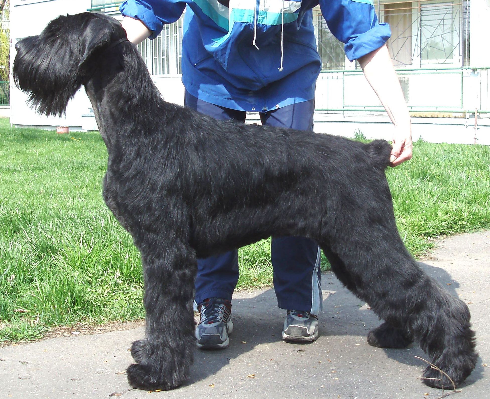 Riesenschnauzer