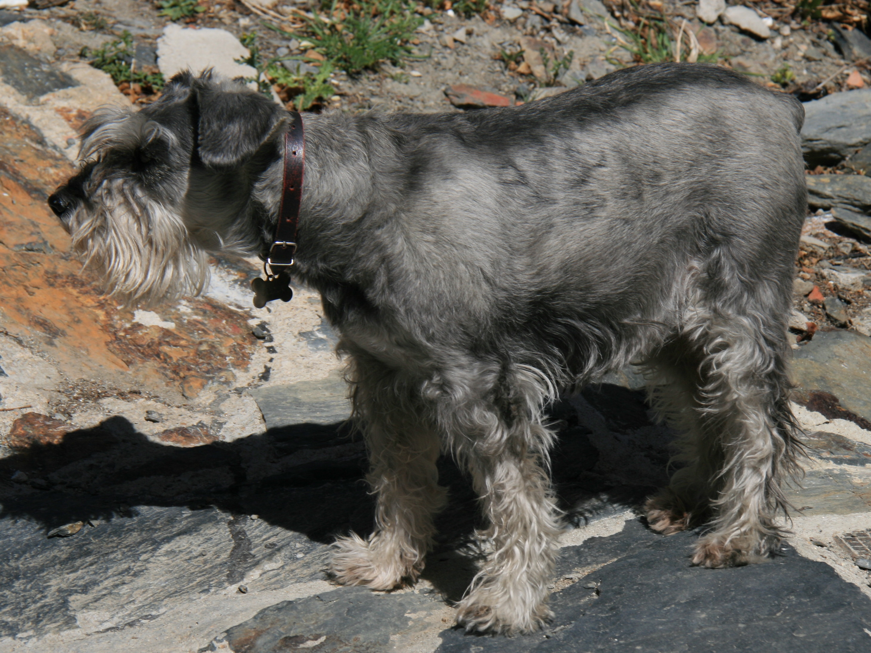 Schnauzer (mellom)