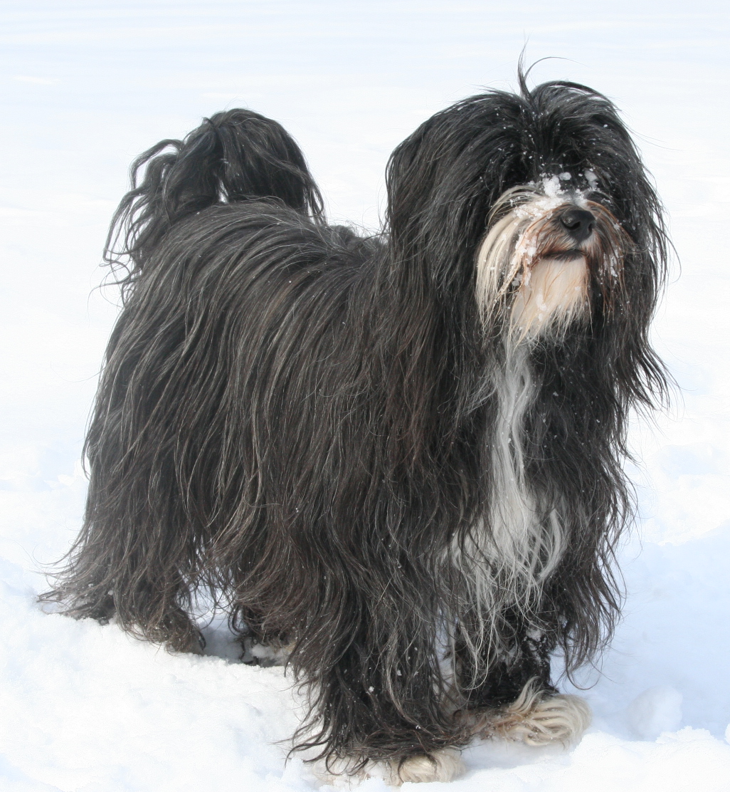 Tibetansk terrier