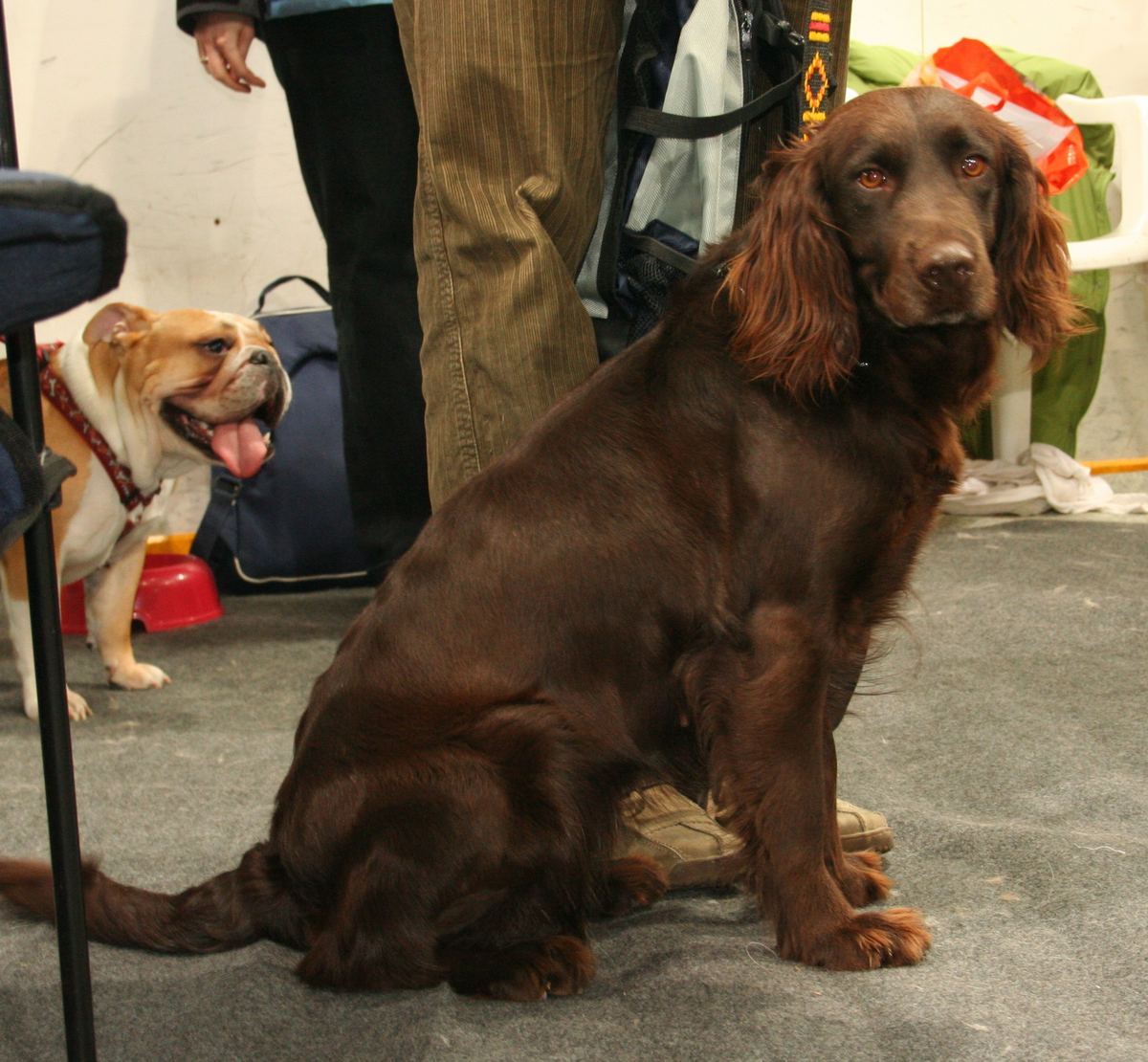 Wachtelhund