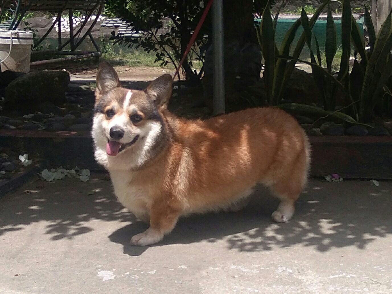 Welsh corgi pembroke