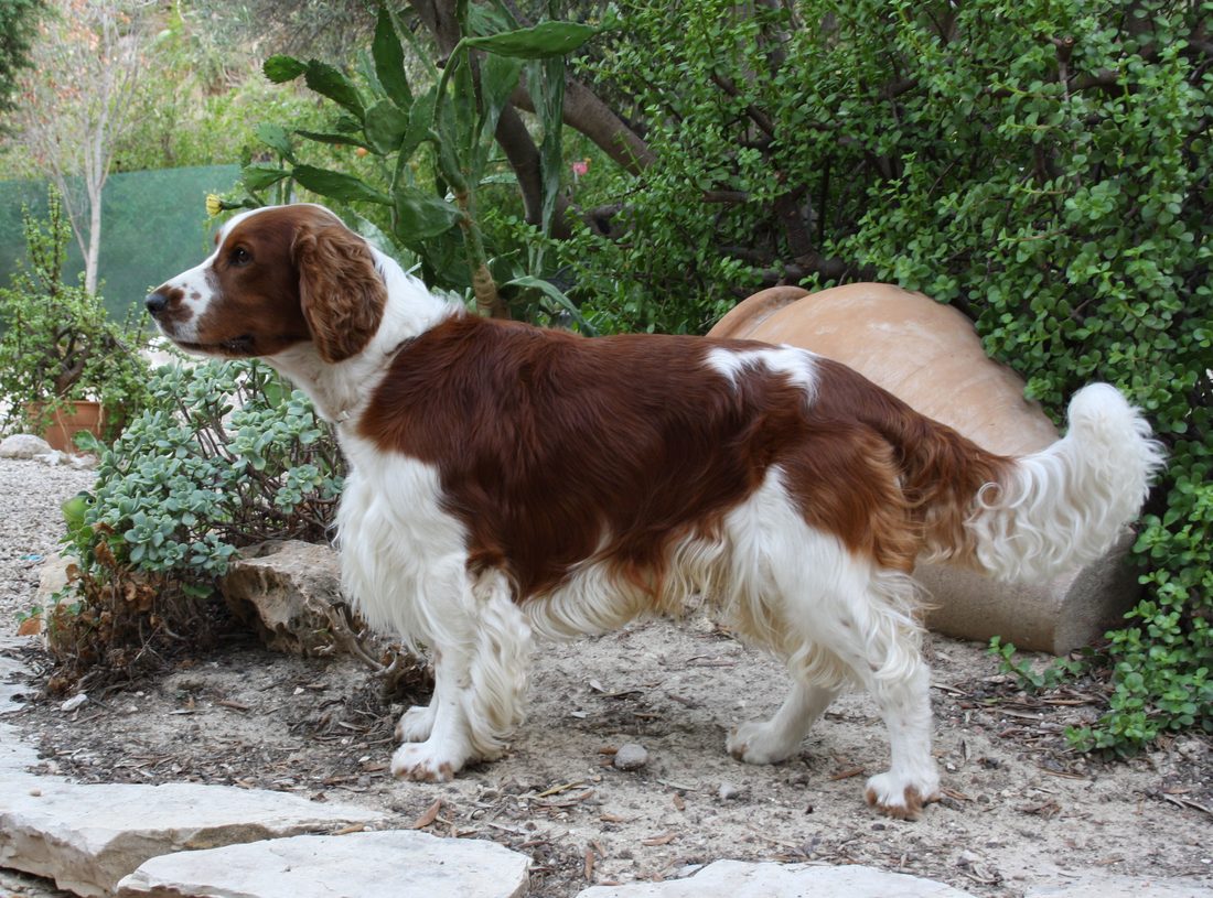Welsh springer spaniel