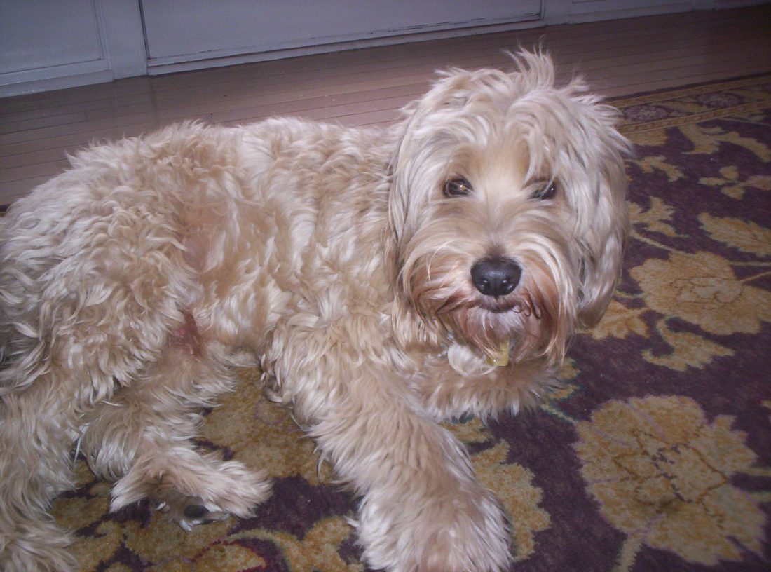 Cockapoo