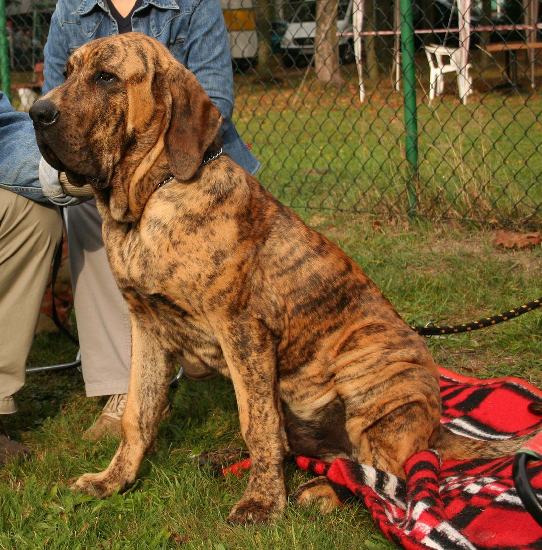 Fila brasileiro
