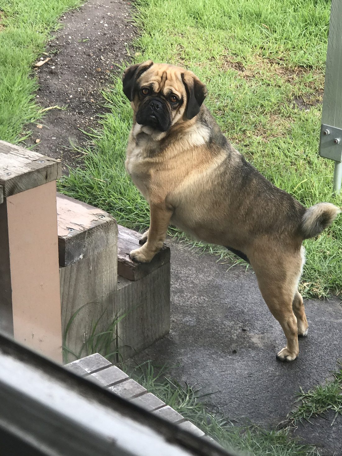 Puggle